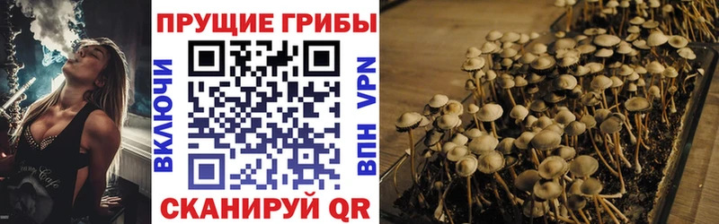Галлюциногенные грибы Psilocybe  где продают   Чадан 